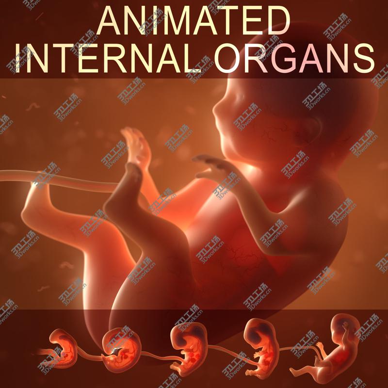 images/goods_img/20210113/Human embryo fetus with internal organs - Animation of development 3D model/1.jpg